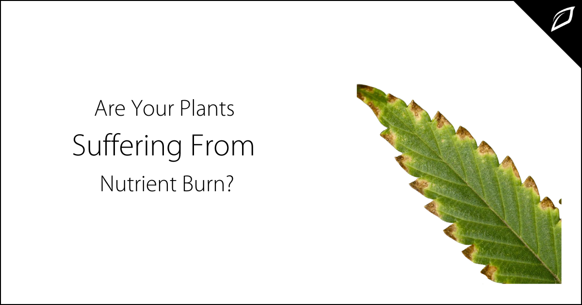Are Your Plants Suffering From Nutrient Burn Growlink